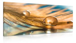 Obraz kapka vody na zlatém pírku Varianta: 120x60