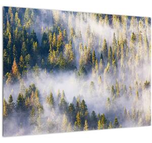 Obraz stromů v mlze (70x50 cm)
