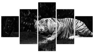 Obraz - Tygr albín, černobílý (125x70 cm)