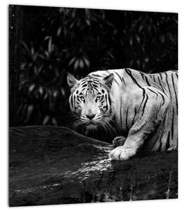 Obraz - Tygr albín, černobílý (30x30 cm)