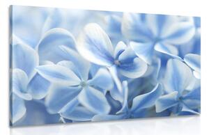 Obraz květiny hortenzie v modrobílém nádechu Varianta: 90x60