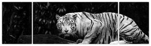 Obraz - Tygr albín, černobílý (170x50 cm)