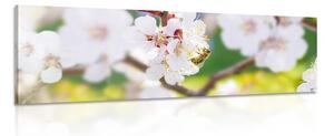 Obraz květy stromu v jarním období Varianta: 150x50