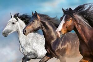 DIMEX | Vliesová fototapeta Portrét koně MS-5-0395 | 375 x 250 cm | modrá, bílá, hnědá