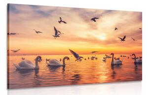 Obraz labutě na moři Varianta: 90x60