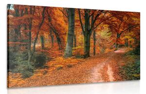 Obraz les v podzimním období Varianta: 120x80