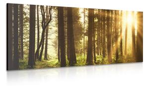 Obraz les zalitý sluncem Varianta: 100x50