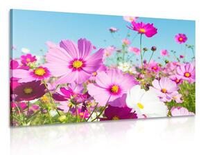 Obraz louka jarních květů Varianta: 120x80