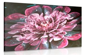Obraz magický růžový květ Varianta: 60x40