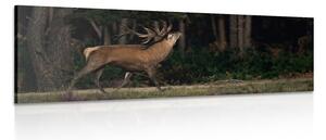 Obraz majestátní jelen Varianta: 150x50