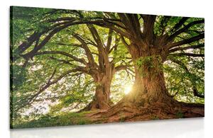 Obraz majestátní stromy Varianta: 90x60