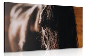 Obraz majestátní kůň Varianta: 60x40