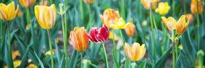 DIMEX | Fototapeta do kuchyně Tulipány KI-180-122 | 180 x 60 cm | zelená, červená, žlutá