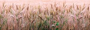 DIMEX | Fototapeta do kuchyně Pšeničné pole KI-180-136 | 180 x 60 cm | béžová, hnědá