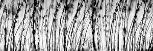 DIMEX | Fototapeta do kuchyně Černobílá tráva KI-180-137 | 180 x 60 cm | černobílá