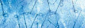 DIMEX | Fototapeta do kuchyně Makro pampelišky KI-180-127 | 180 x 60 cm | modrá, bílá