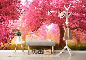 Fototapeta rozkvetlé stromy třešně
