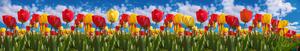 DIMEX | Fototapeta do kuchyně Pole tulipánů KI-350-131 | 350 x 60 cm | zelená, modrá, červená, žlutá