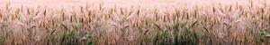 DIMEX | Fototapeta do kuchyně Pšeničné pole KI-350-136 | 350 x 60 cm | béžová, hnědá