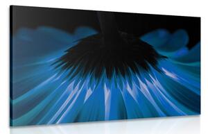 Obraz modrá gerbera na tmavém pozadí Varianta: 60x40