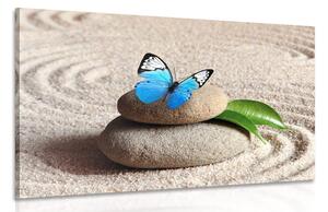 Obraz modrý motýl v Zen zahradě Varianta: 60x40