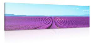 Obraz nekonečné levandulové pole Varianta: 150x50