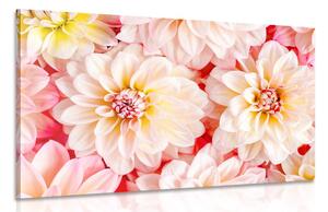 Obraz něžné květy jiřiny Varianta: 60x40