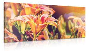 Obraz nádherně kvetoucí zahradní květiny Varianta: 100x50