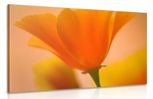 Obraz nádherná květina Varianta: 120x80