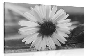 Obraz nádherná sedmikráska v černobílém provedení Varianta: 90x60