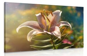 Obraz nádherný květ s retro nádechem Varianta: 120x80