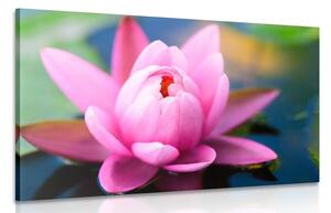 Obraz nádherný růžový květ na jezeře Varianta: 120x80