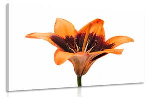 Obraz oranžová lilie Varianta: 120x80