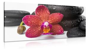 Obraz orchidej a Zen kameny na bílém pozadí Varianta: 120x60