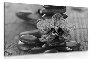 Obraz orchidej a Zen kameny v černobílém provedení