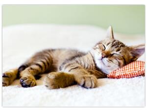Obraz - Spící kotě (70x50 cm)