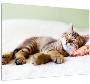 Obraz - Spící kotě (70x50 cm)