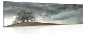 Obraz osamělé stromy Varianta: 150x50