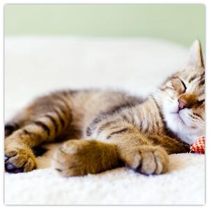 Obraz - Spící kotě (30x30 cm)