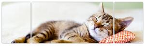 Obraz - Spící kotě (170x50 cm)