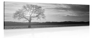 Obraz osamělého stromu v černobílém provedení Varianta: 150x50