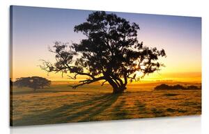 Obraz osamělý strom při západu slunce Varianta: 60x40