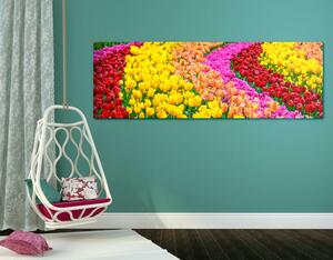 Obraz pestrobarevné tulipány Varianta: 150x50