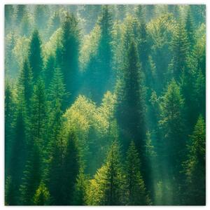 Obraz - Borovicový les (30x30 cm)