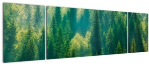 Obraz - Borovicový les (170x50 cm)