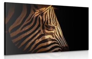 Obraz portrét zebry Varianta: 90x60