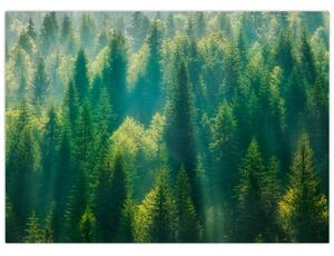 Obraz - Borovicový les (70x50 cm)