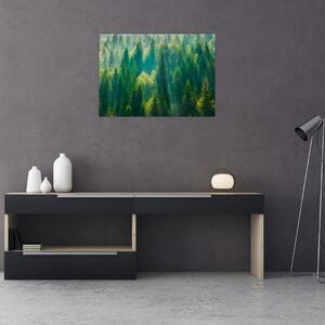 Obraz - Borovicový les (70x50 cm)