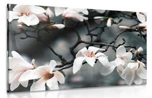 Obraz probouzející se magnolie Varianta: 60x40