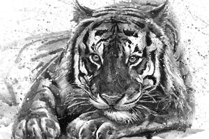 Obraz predátor zvířat v černobílém provedení Varianta: 60x40